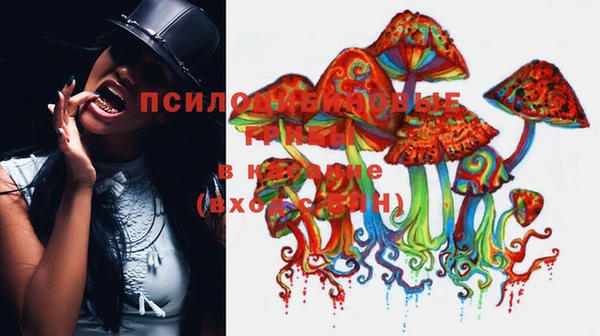 прущие грибы Белокуриха